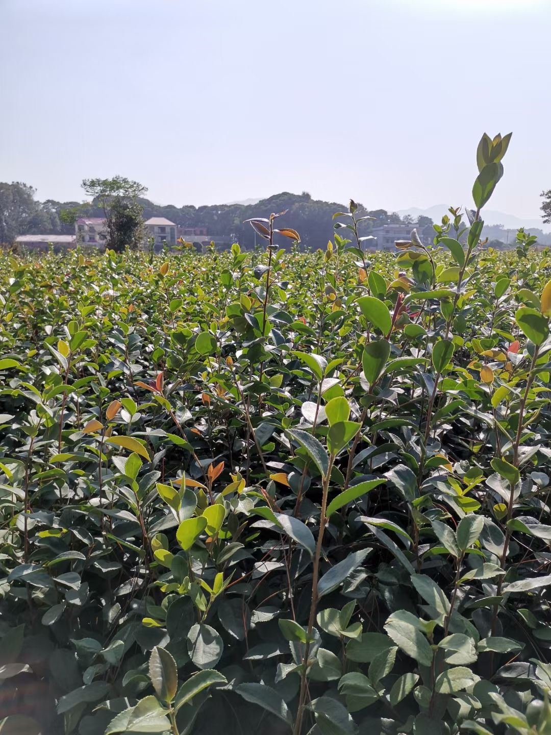 长林系列油茶苗  起苗20公分起  保证每棵不低于20公分