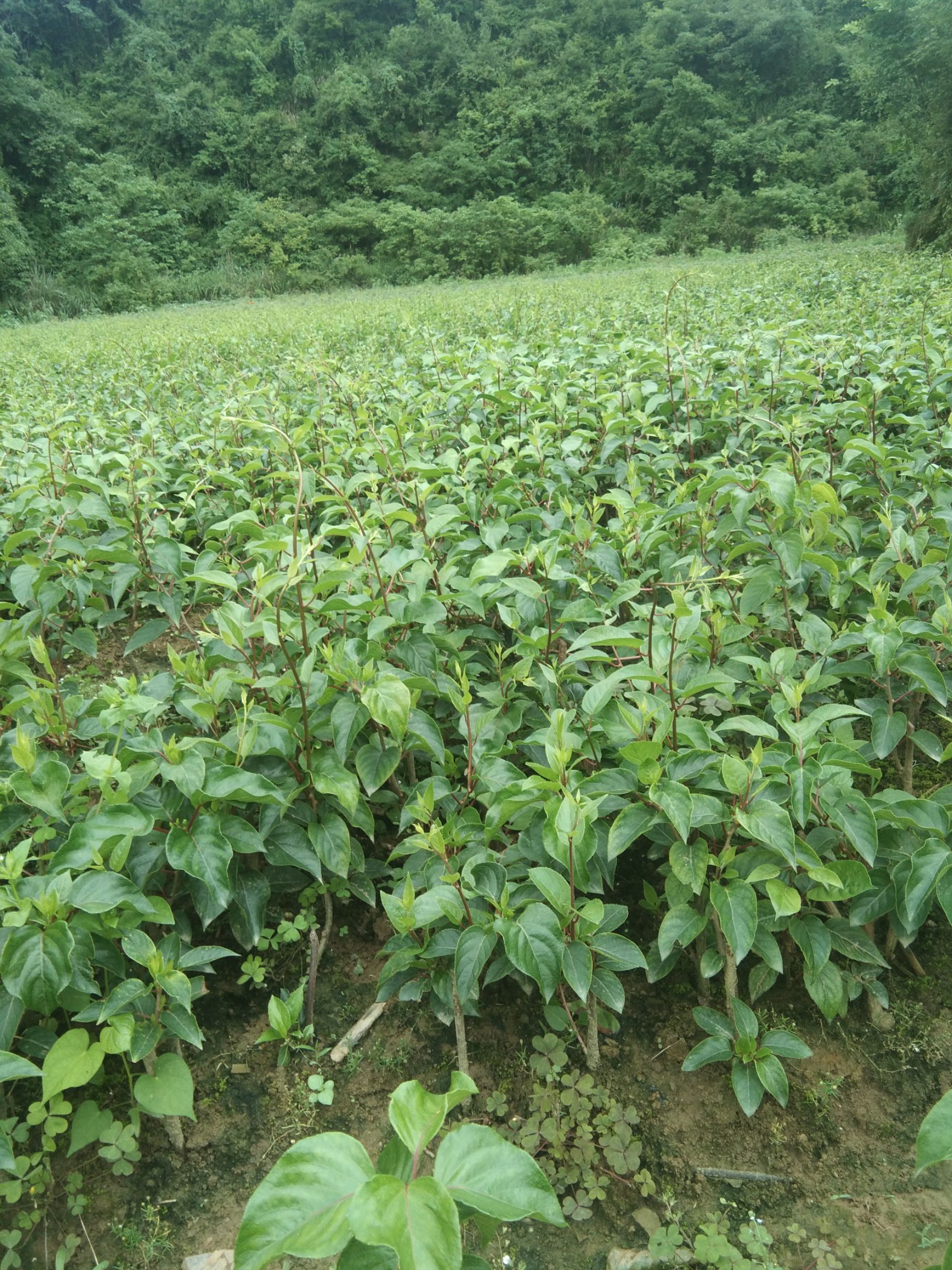 水杨桃砧木嫁接苗 水杨桃实生苗，耐涝耐旱！根系发达！适合任何品种猕猴桃嫁接