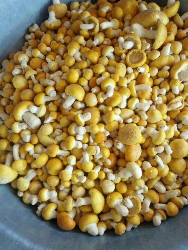 黄蘑菇青海野生黄蘑菇