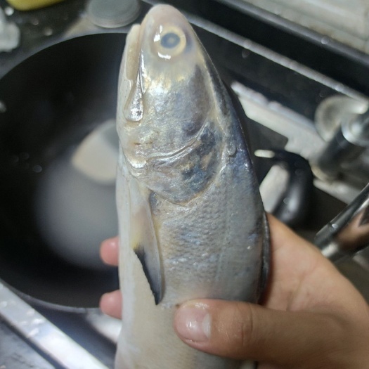 湛江马友鱼  新鲜船冻钓口马友当天冻一件代发批发，价格特别优势