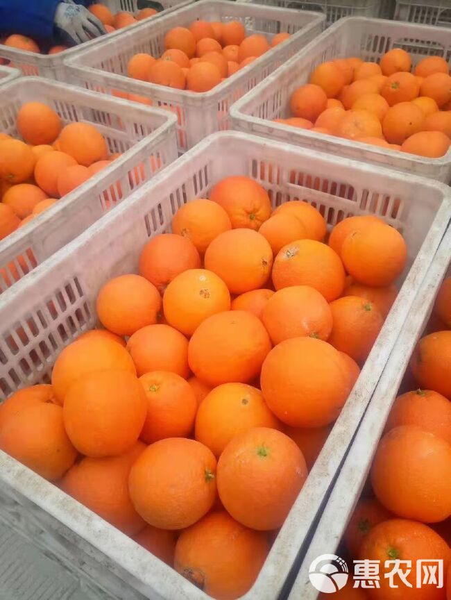 夏橙  精品橙子