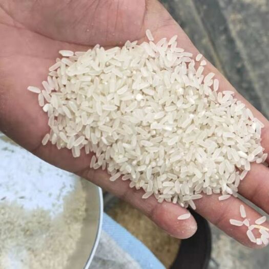 深圳南粳505大米 一等品 晚稻 籼米 