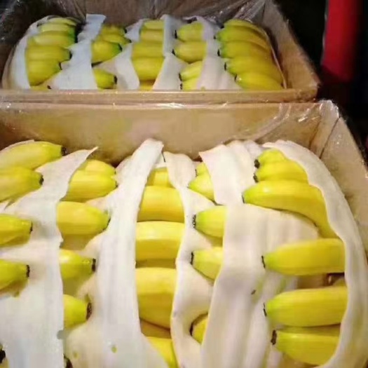 陇川县巴西香蕉 特级