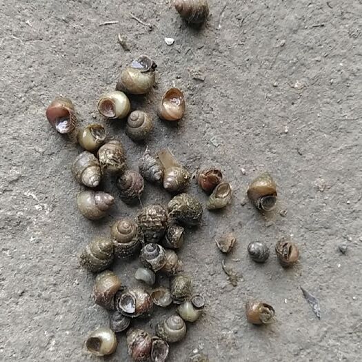 监利市螺蛳  湖北监利淡水螺小石螺饲料螺籽螺米螺，水蛭蚂蟥开口料