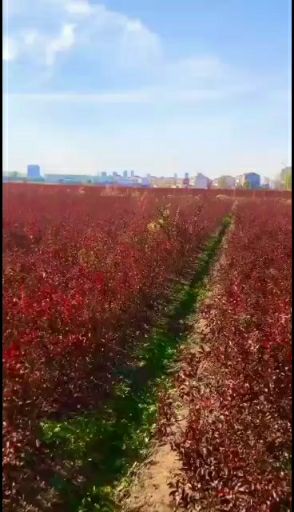  红火箭紫薇丛生、扦插苗