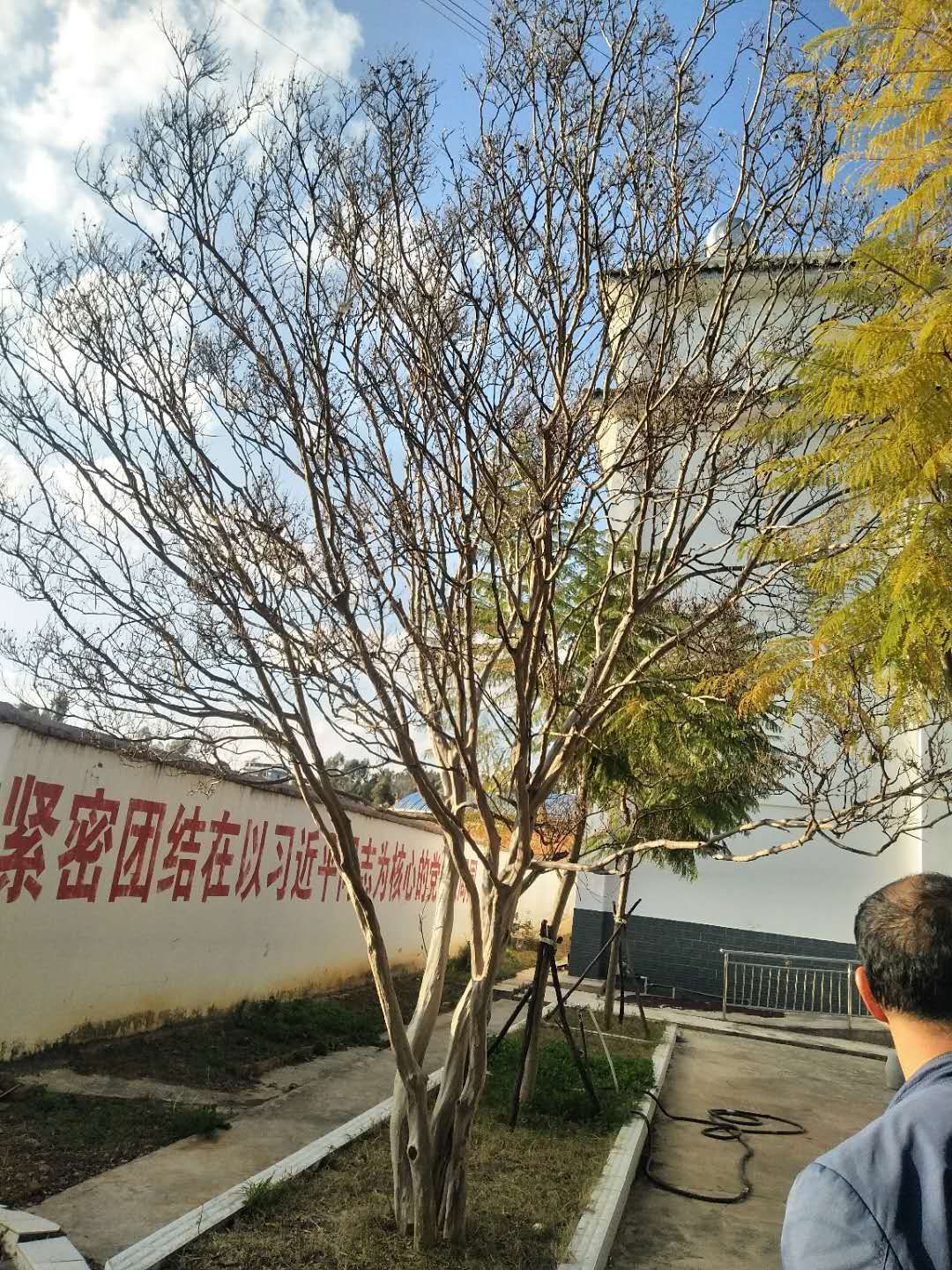 丛生紫薇  红花紫薇  小叶紫薇  老树紫薇