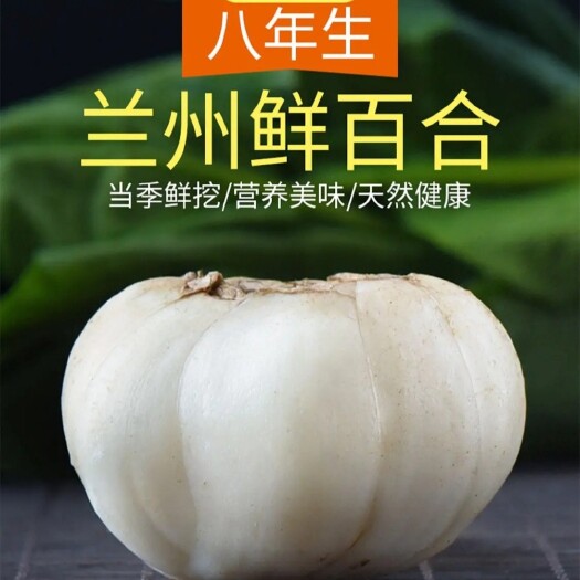 兰州兰州百合 2头皇甜百合大量上市 快递包邮 产地直供 现采现挖
