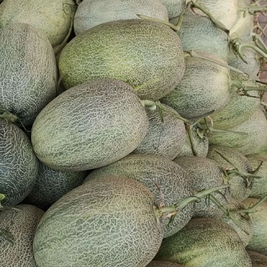 乐东县缅甸哈密瓜 特级 