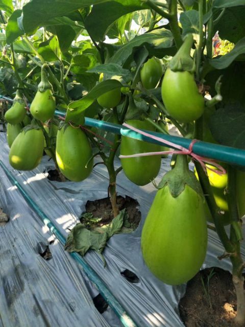 郑州绿茄子种子  资源  产量高  绿茄子种标杆