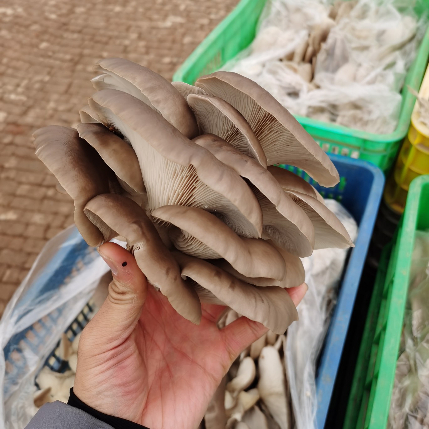 [鲜平菇批发【黑平菇】产地直发 货源充足 供应各大农贸市场 全国