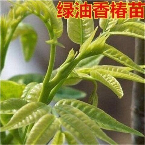 平邑县绿香椿苗 绿油香椿树苗优质苗圃现挖发货品质保证质量高保湿发货损坏包赔