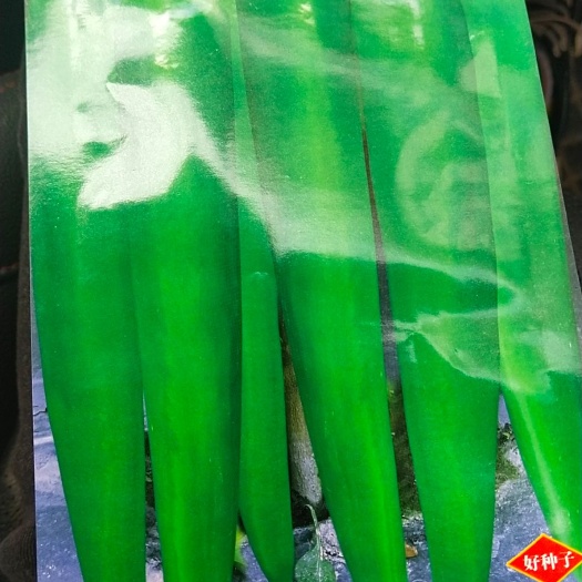 修文县牛角椒种子 杂交种 ≥95% 