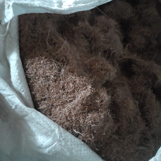 广州糖蜜草种子