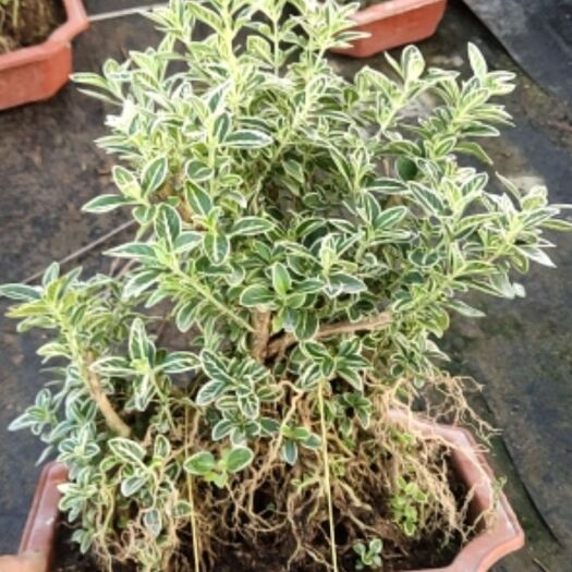 漳州六月雪盆栽  提根白花六月雪小盆栽，个性怪异