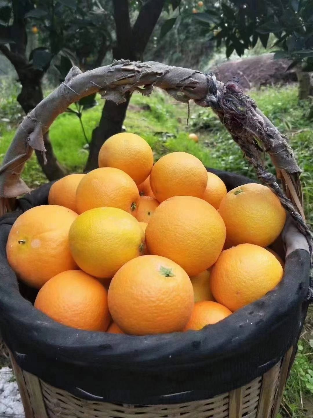 圓虹臍橙 自家果園，種植技術過硬，有意向客戶想長期合作