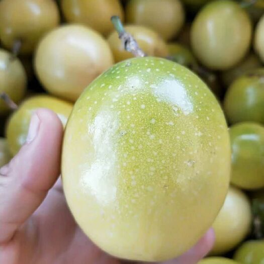 灵山县黄金百香果苗 黄金蜂蜜百香果苗  纯甜
