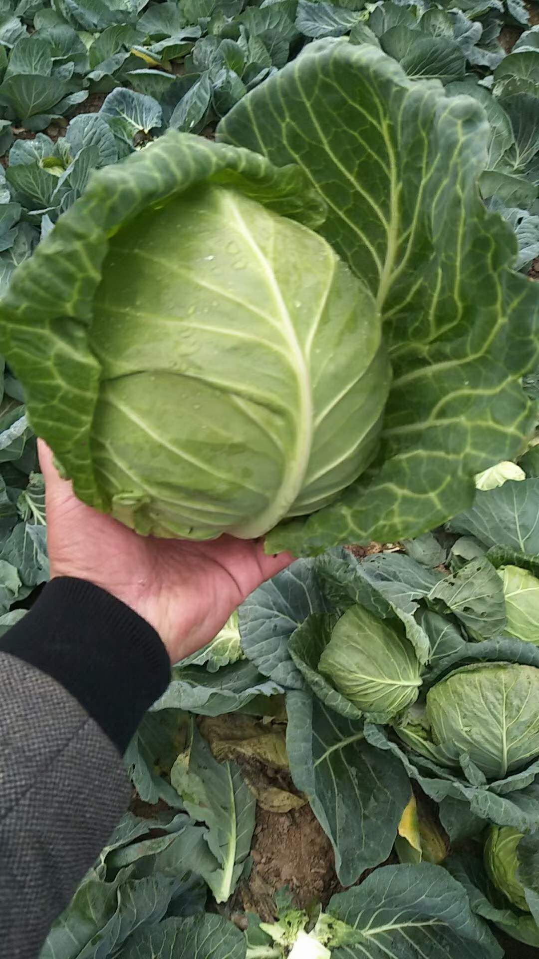 绿包菜  精品甘蓝