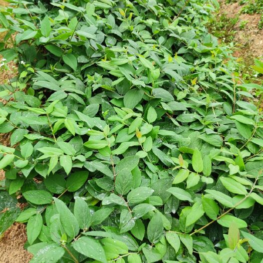 湘蕾一号金银花苗  湘蕾金银花苗大量出售