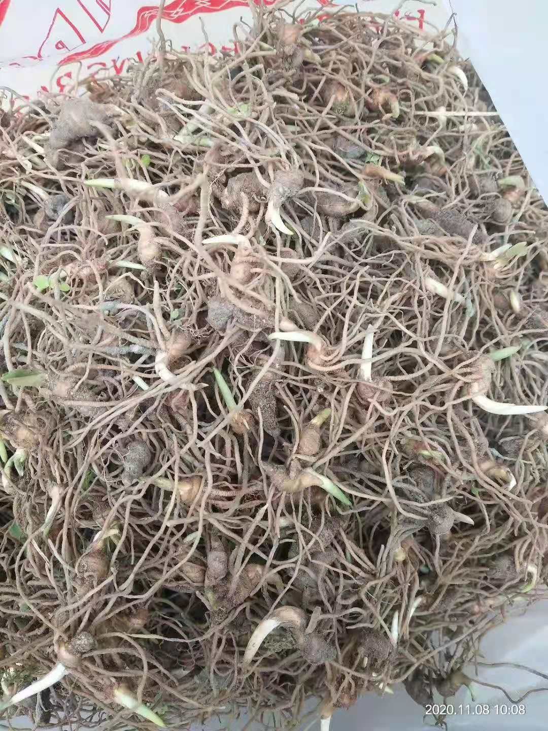 华重楼苗【七叶一枝花】各种规格都有货