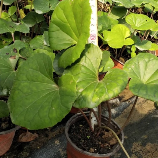 常州大吴风草 大叶吴凤草
