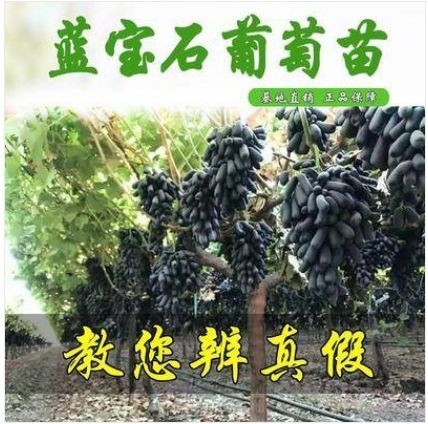 平邑县蓝宝石葡萄苗  甜蜜蓝宝石葡萄树苗，自然香甜脆，南北方均可种