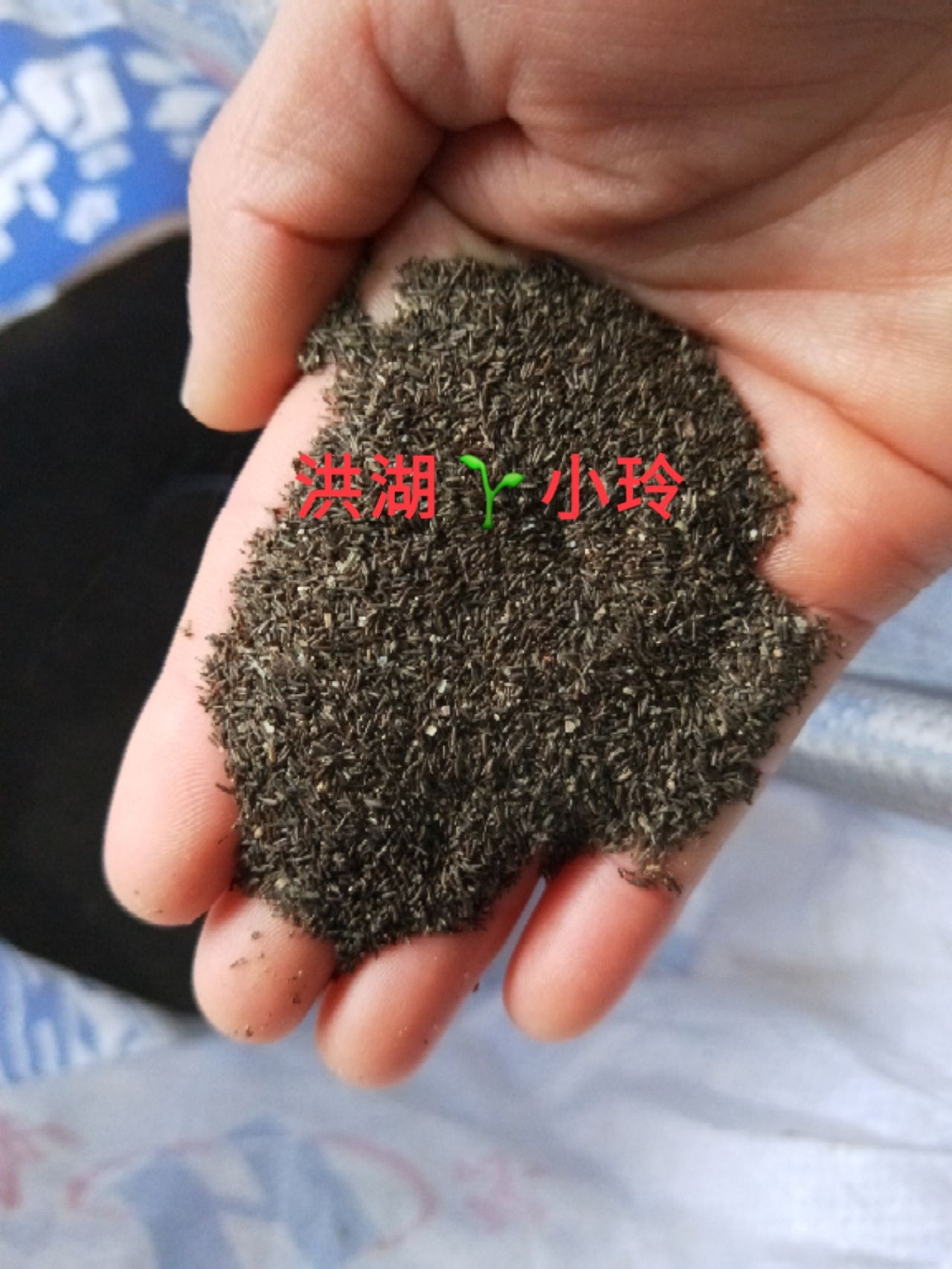 苦草种子  扁担草 鸭舌头水韭菜 耐高温草种籽 包邮