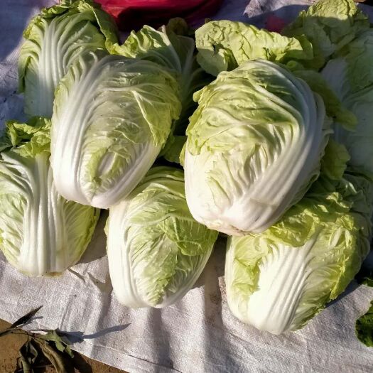 夏津县白菜