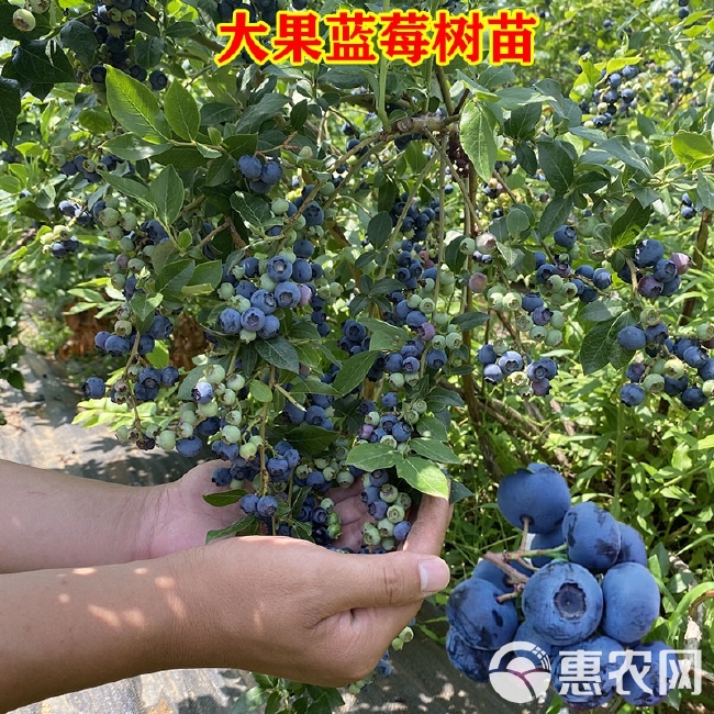 布莱登蓝莓苗  蓝莓苗 基地直供 优质苗 放心苗 现货发售 现挖现发