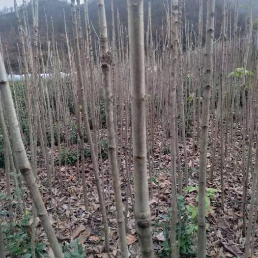 略阳县 自家种的七叶树苗，货真价实