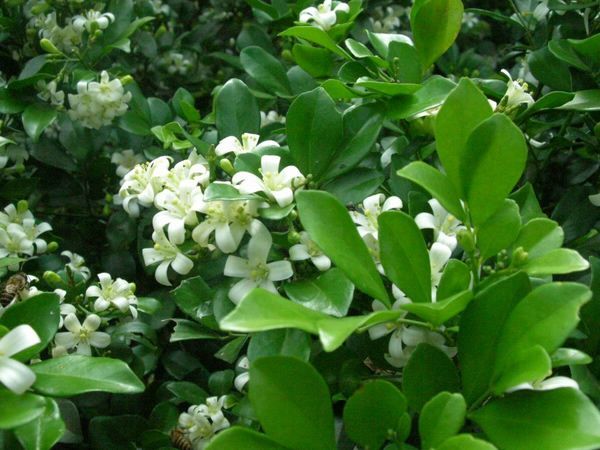 淄博九里香盆栽带花绿植室内庭院花卉驱蚊绿植阳台当年开花