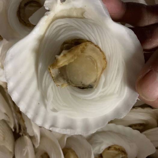 佛山海湾扇贝  粉丝元贝 粉丝扇贝 肉体肥满 烧烤清蒸食用 专业批发
