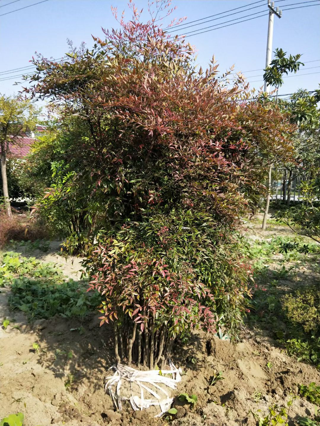 南天竹  农户自销价格合理就成交，主要图量，量大价格你说了算