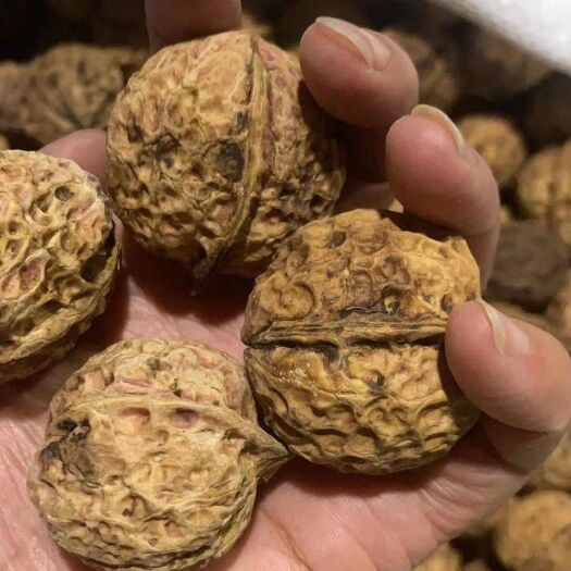 成都云南核桃 云南麻子核桃。皮薄。