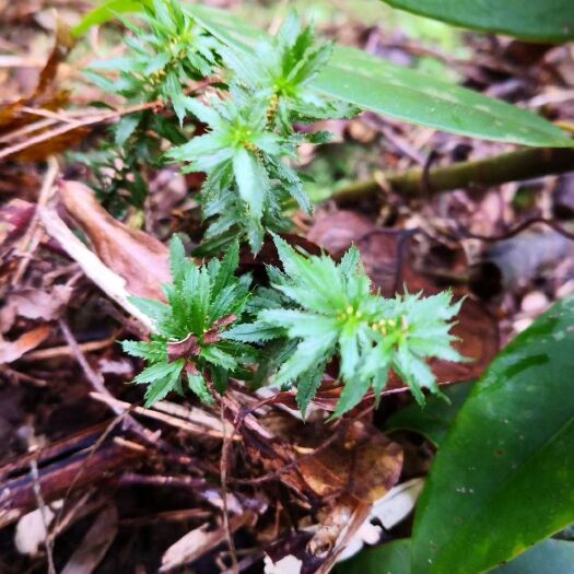 新丰县中药材山药 珍惜天然药材