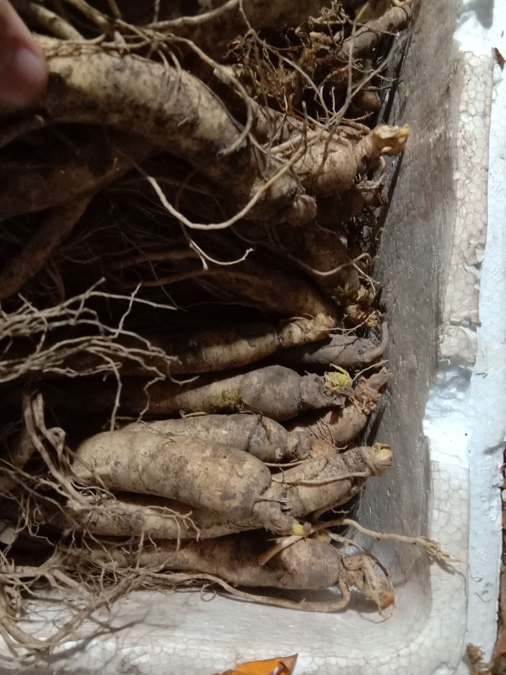 长白山人参  人参 长白山鲜人参 煲汤炖鸡 一手货源 长白山