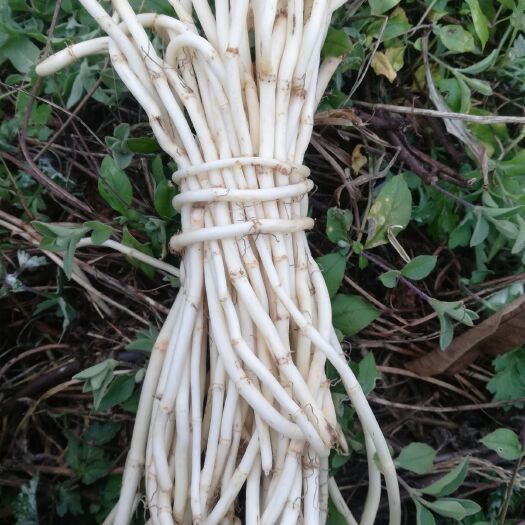 威宁县白茎鱼腥草  折耳根  鱼醒草 种子及商品出售中