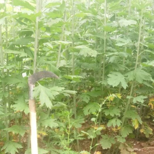 洛阳艾草段