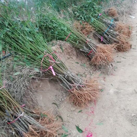 蒙阴县锦绣黄桃苗  锦绣黄桃，适应最广的黄桃品种，口感蜜甜，香味浓郁，自花授粉