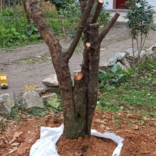 咸丰县羊奶果苗 