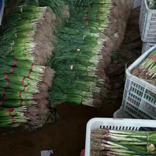胶州市白根蒜苗 60 - 70cm 