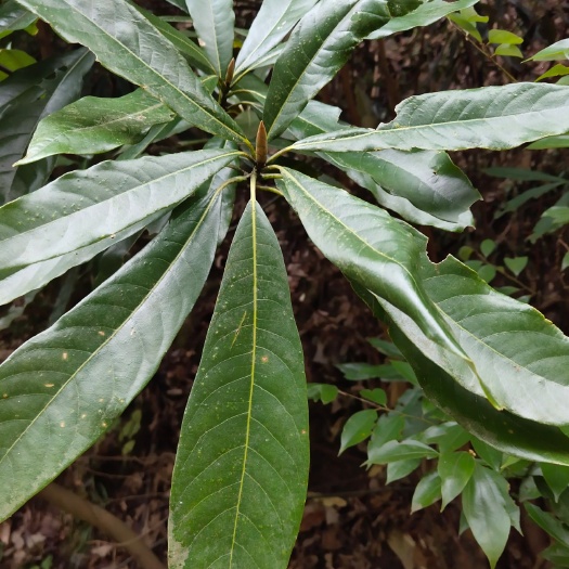 城固县 金丝楠木几十年树龄，价格依树龄大小而定