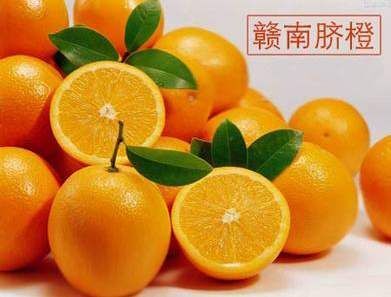 瑞金市脐橙  自家果园，现摘现发，一手货源新鲜味美，无汁原味。