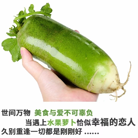 潍坊潍县青萝卜，正宗瓜茬萝卜，小工，装车全免费，支持打款发货
