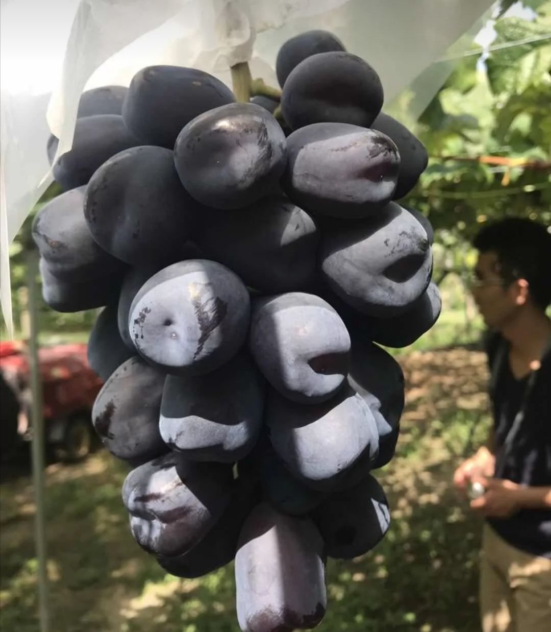 富士之辉葡萄品种简介图片