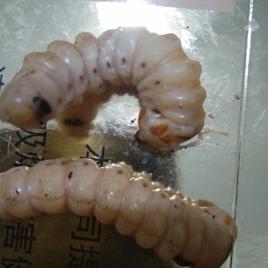 全州县 斗米虫非诚勿扰