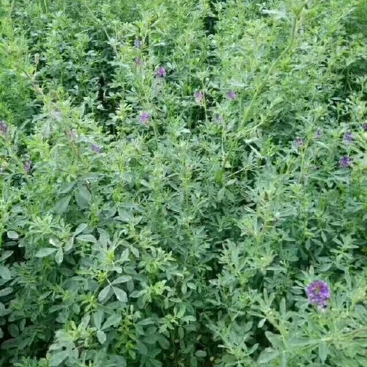 三原县苜蓿草饲料 猪 牛 羊 马 兔
