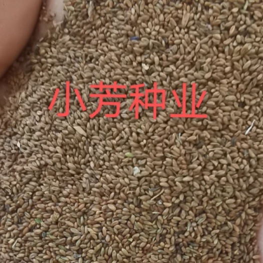 安国市秦艽籽，秦艽种子，秦艽秧苗保质保量保发芽率支持大货批发零售
