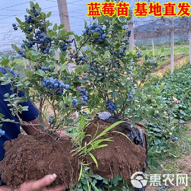 布莱登蓝莓苗  蓝莓苗 基地直供 优质苗 放心苗 现货发售 现挖现发