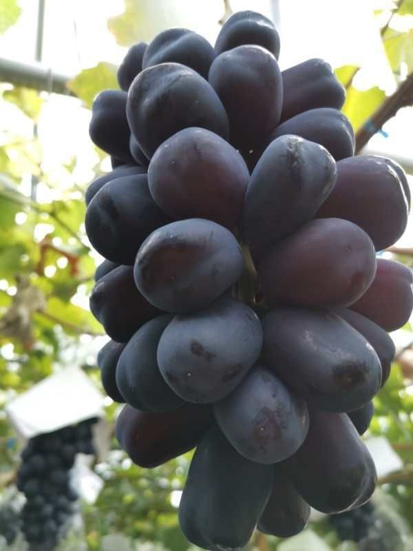富士之辉葡萄品种简介图片