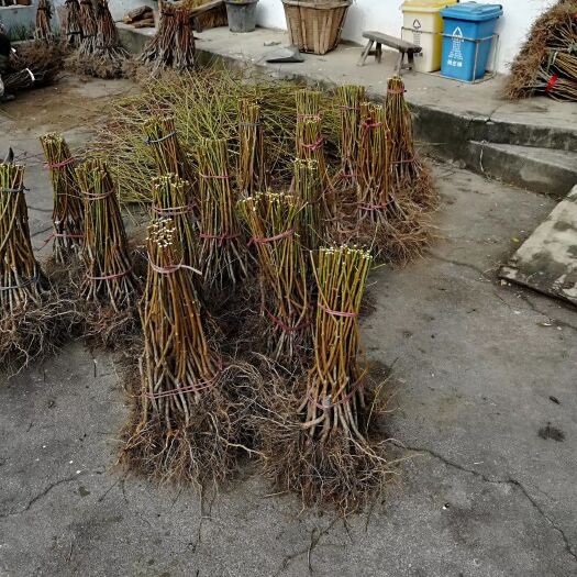 嘉善县 嘉善仙桃居农场正宗锦绣黄桃苗现已起苗，须要的老铁可以联系我